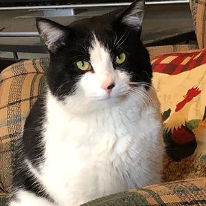 Meet your Posher, Bailey